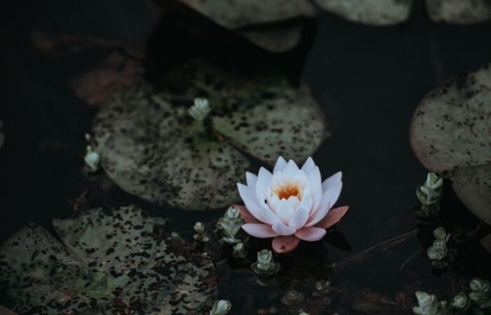 arquétipo flor de lótus