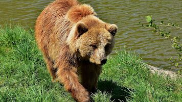 arquétipo urso