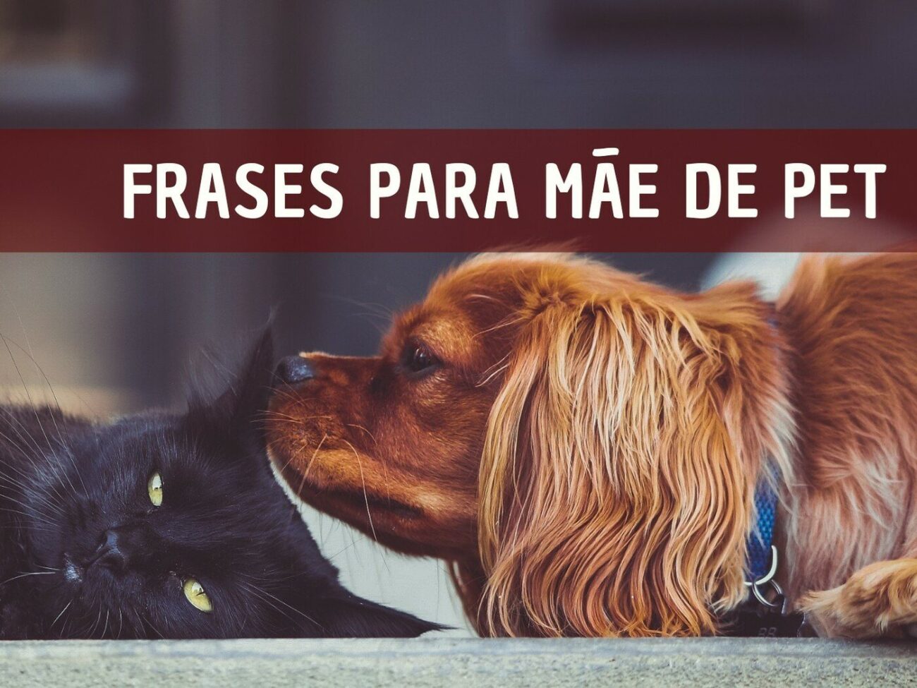 frases-para-fotos-com-cachorro