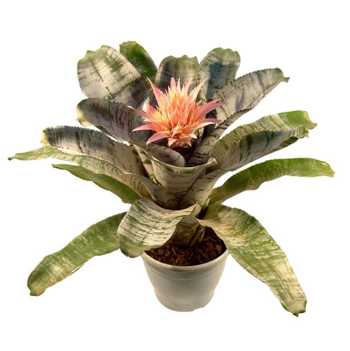 bromelia