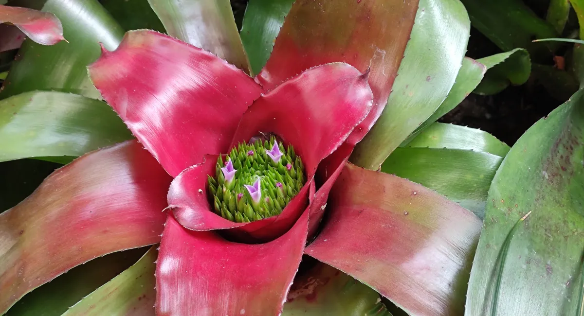 bromelia