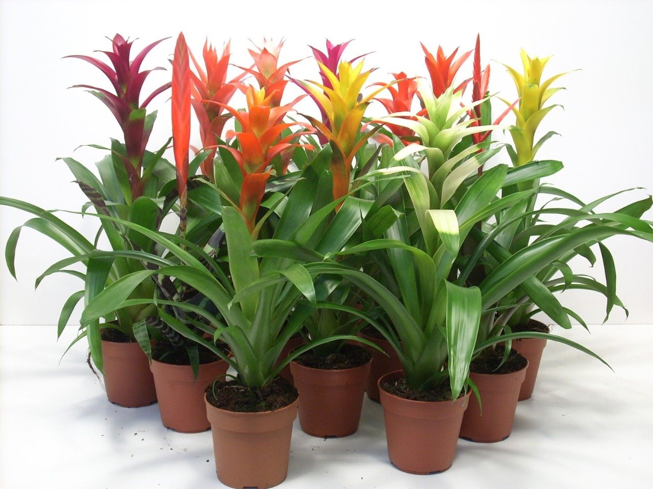 bromelia