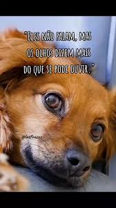 frases-para-fotos-com-cachorro