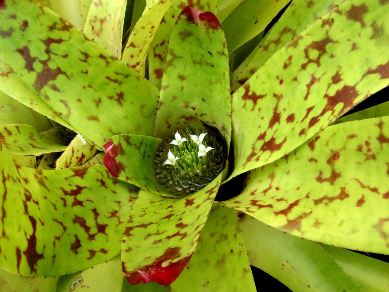 bromelia