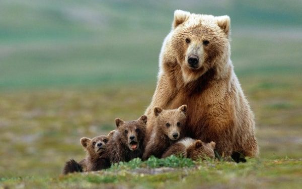 arquétipo urso