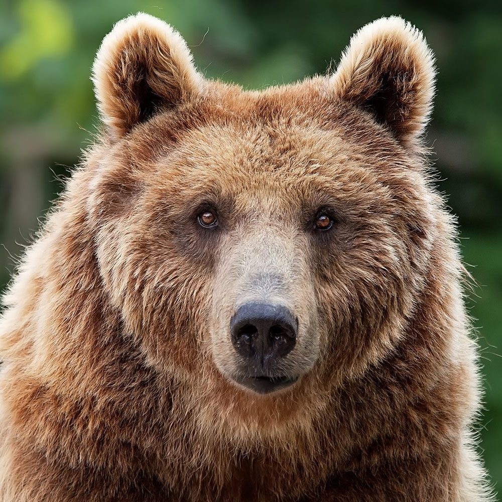 arquétipo urso