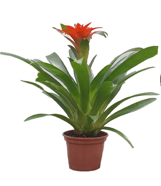 bromelia