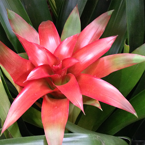 bromelia