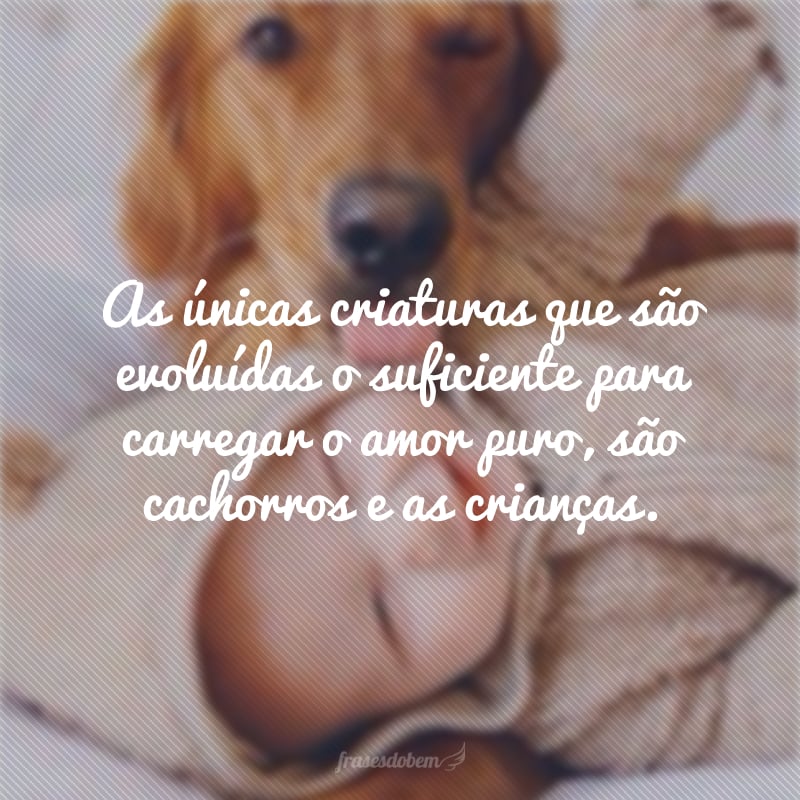 frases-para-fotos-com-cachorro