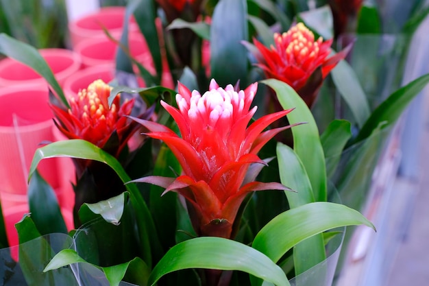 bromelia