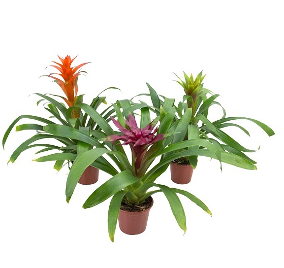 bromelia