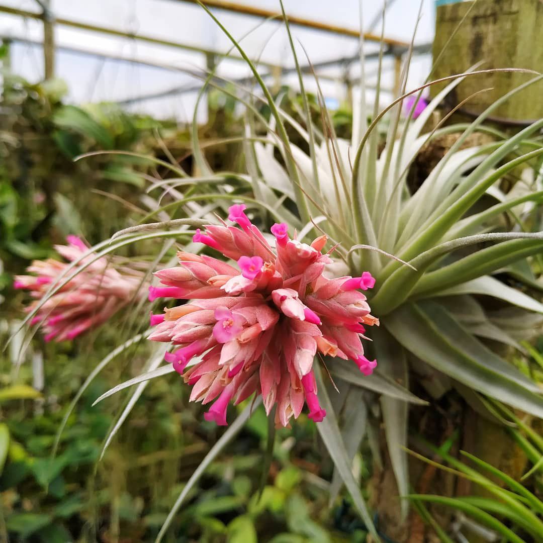 bromelia