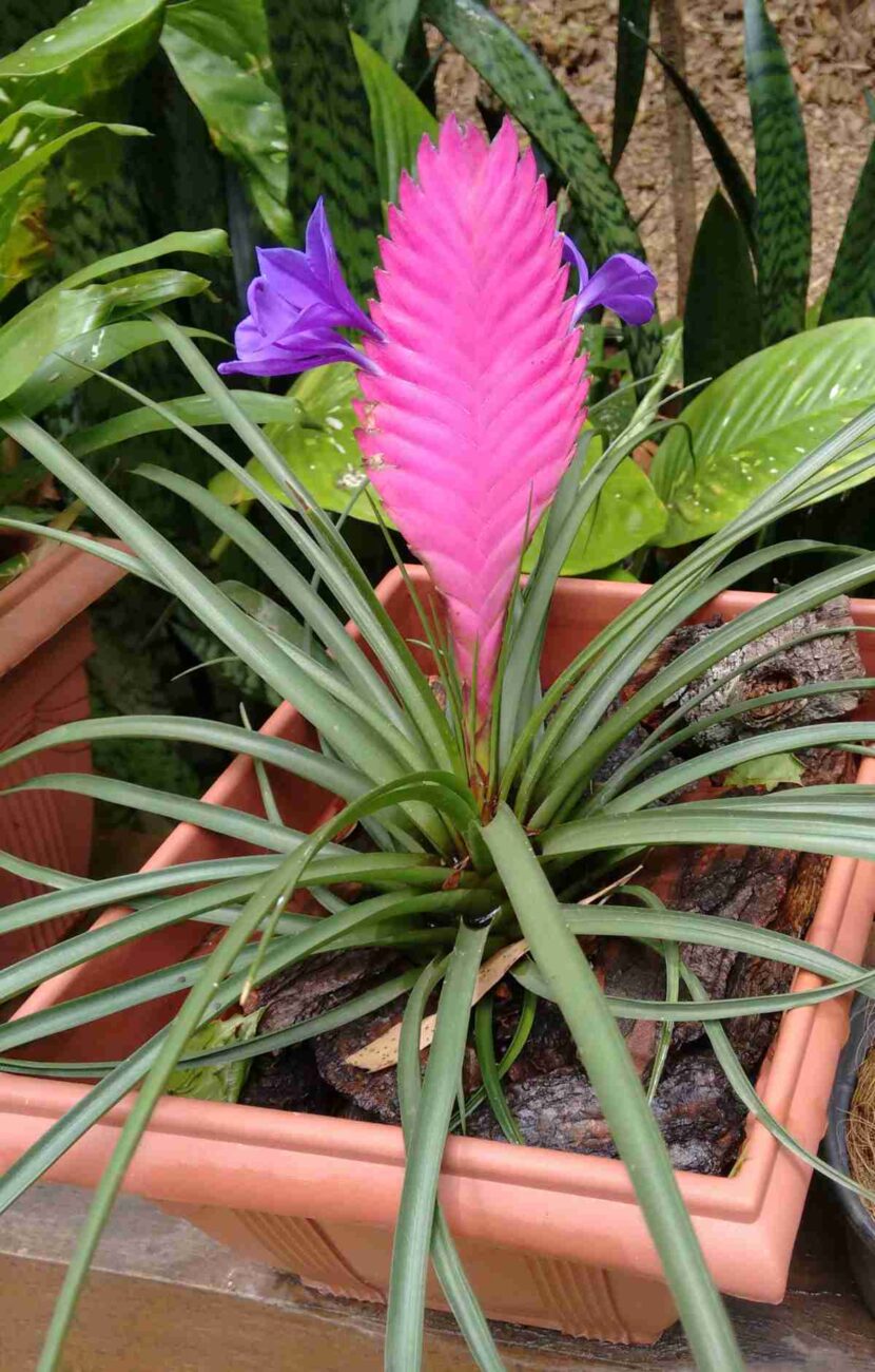 bromelia