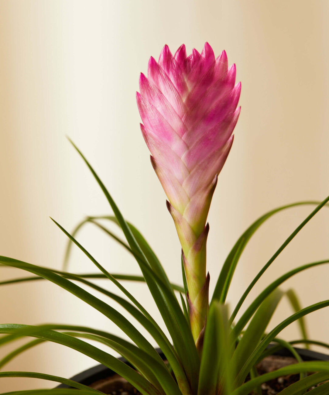 bromelia