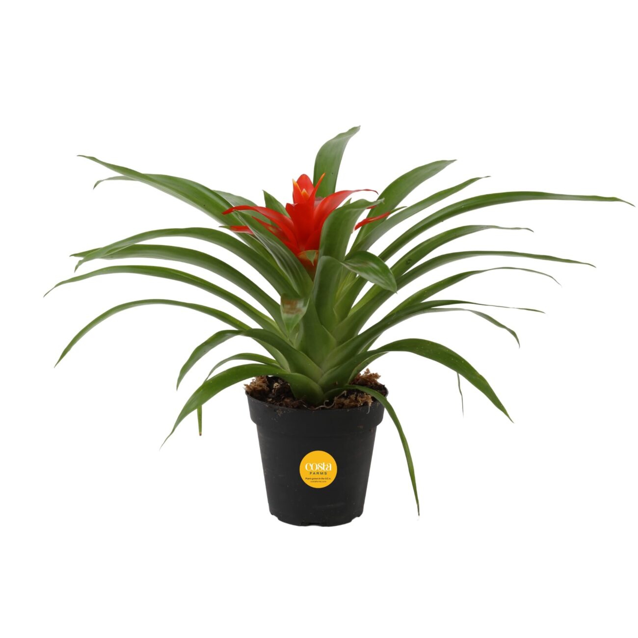 bromelia