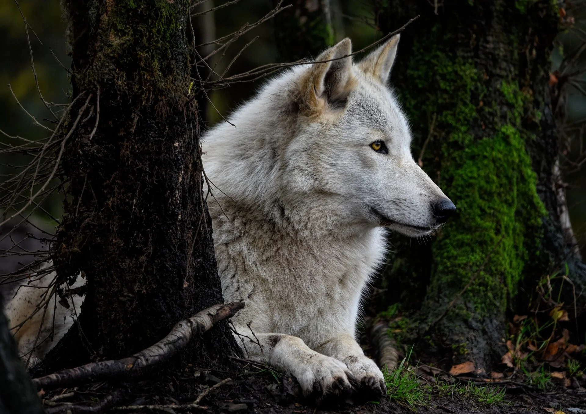 arquétipo do lobo