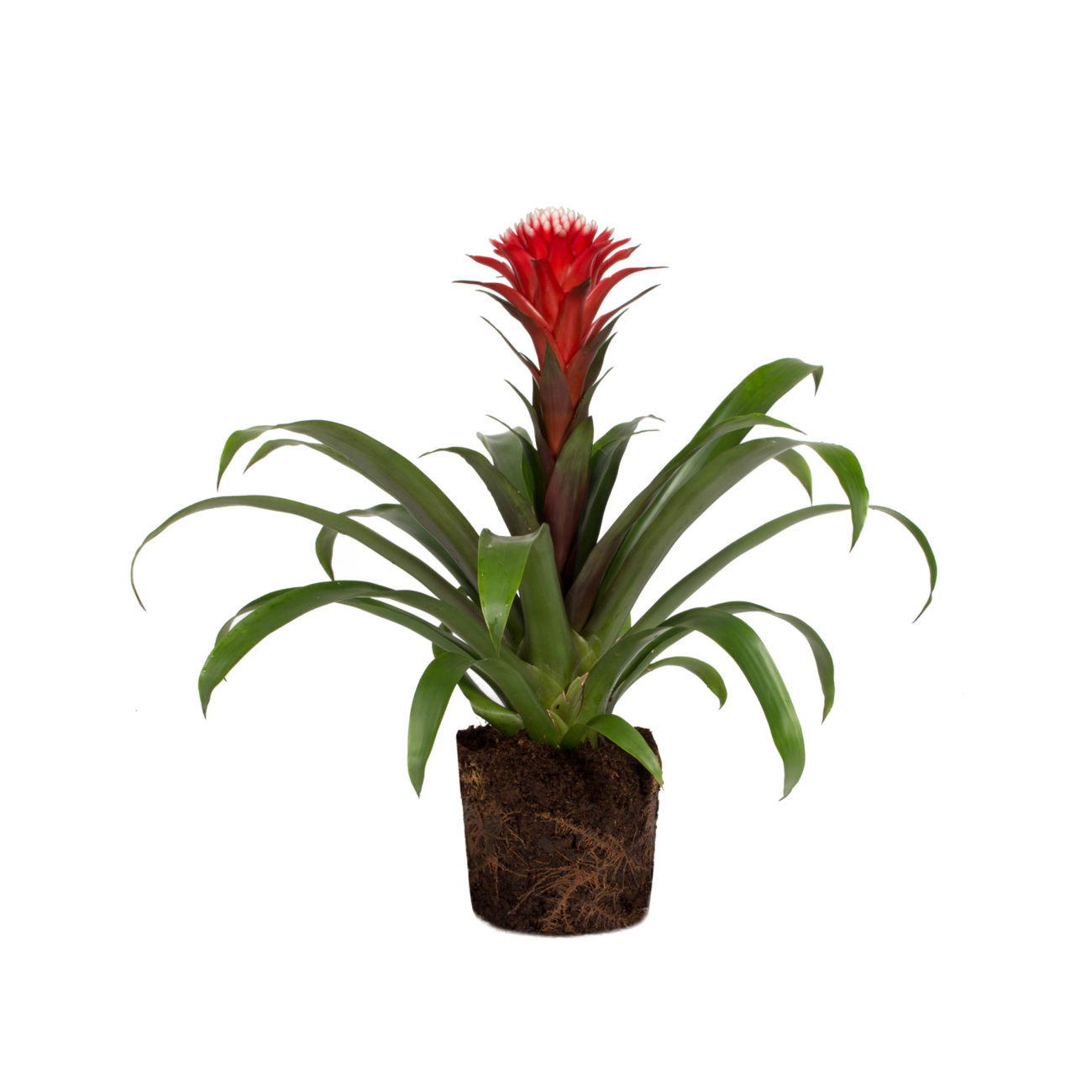 bromelia