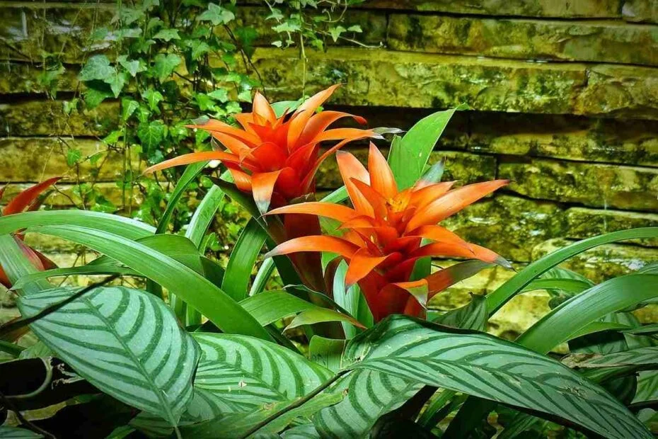 bromelia