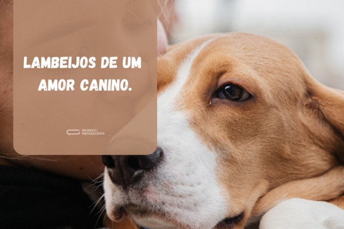 frases-para-fotos-com-cachorro