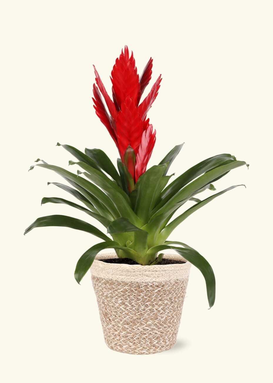 bromelia