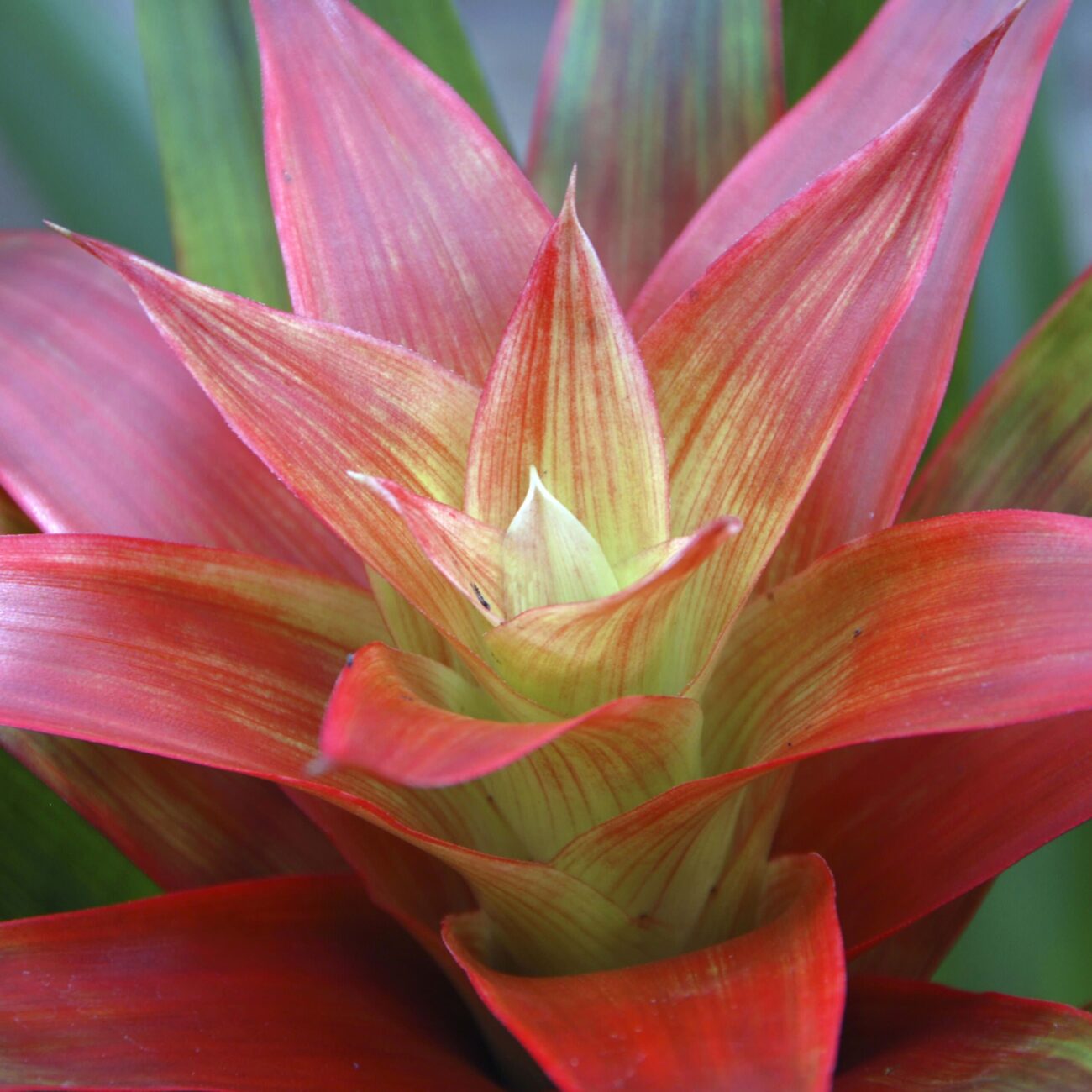 bromelia