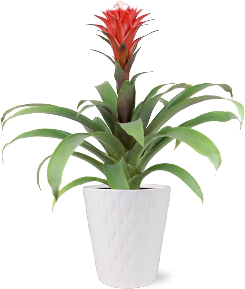 bromelia