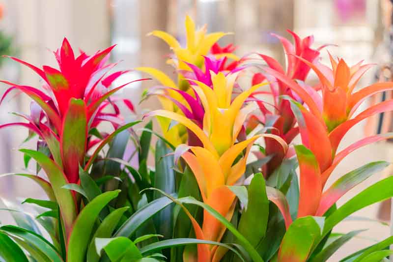 bromelia