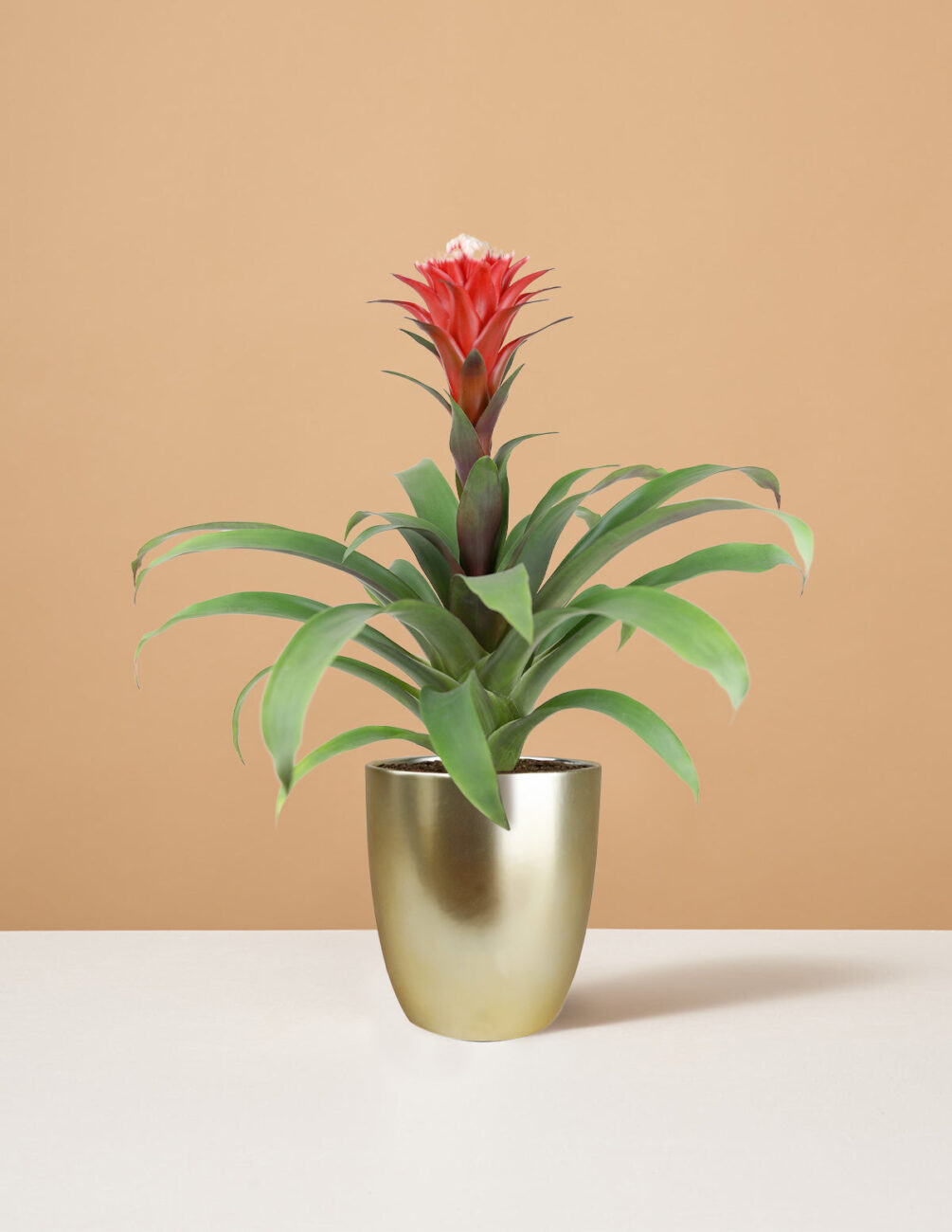 bromelia