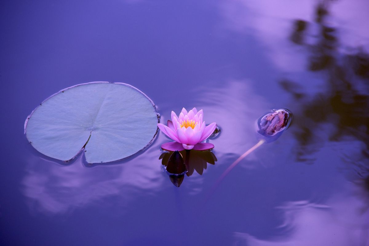 arquétipo flor de lótus