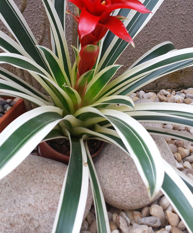 bromelia