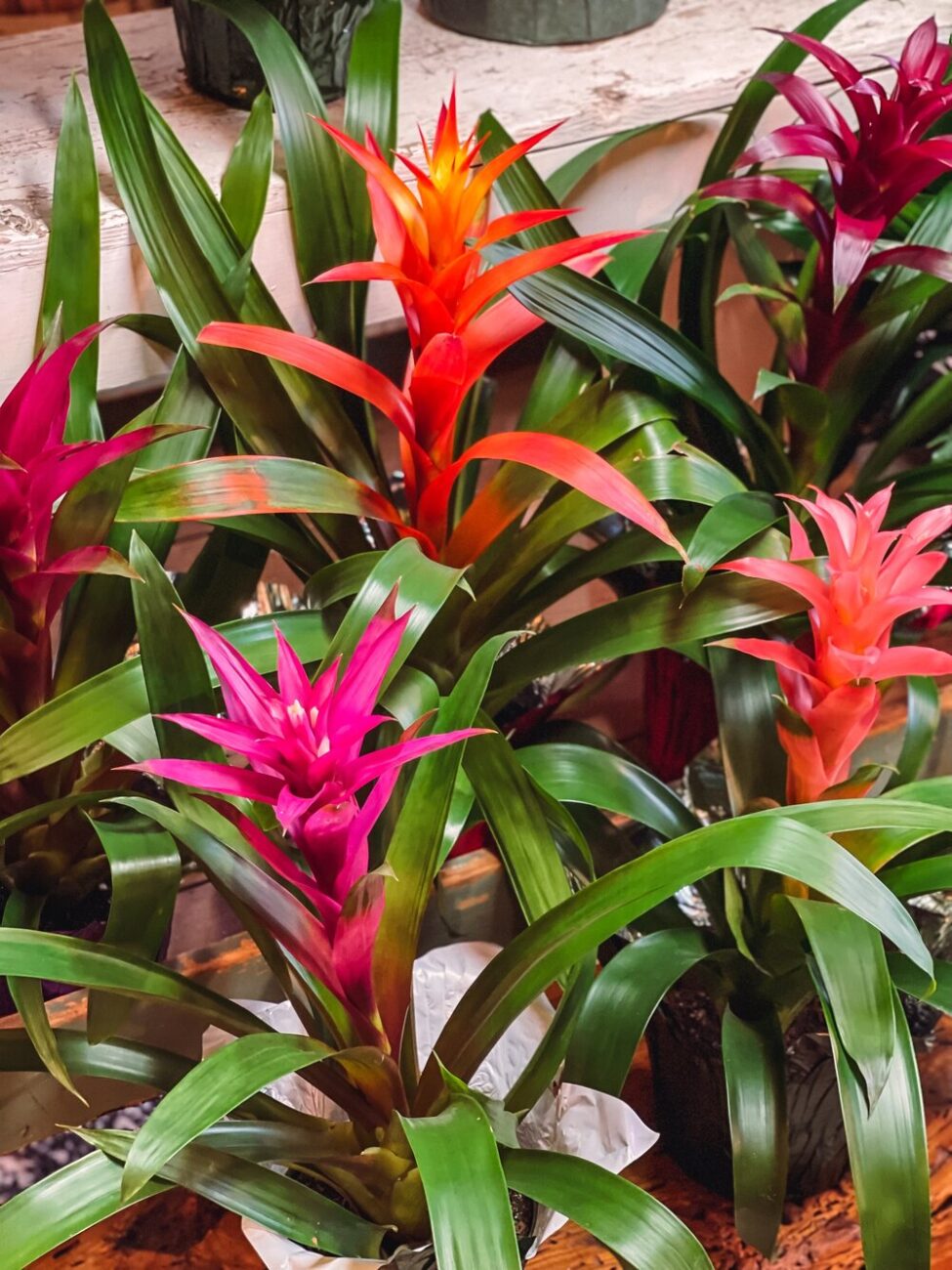 bromelia