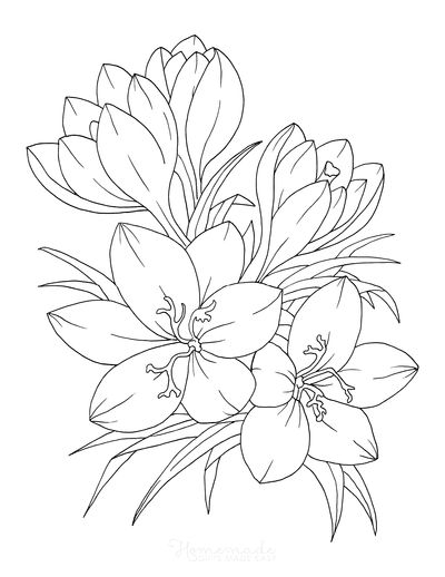 desenho-para-colorir-flores