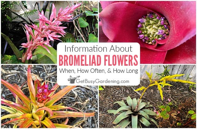 bromelia