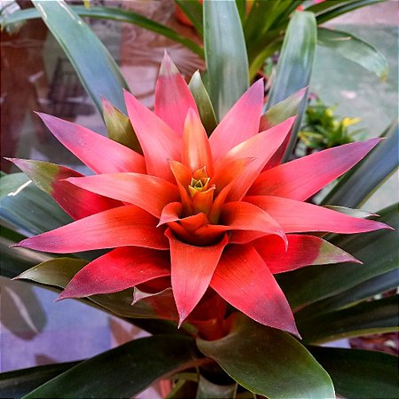 bromelia