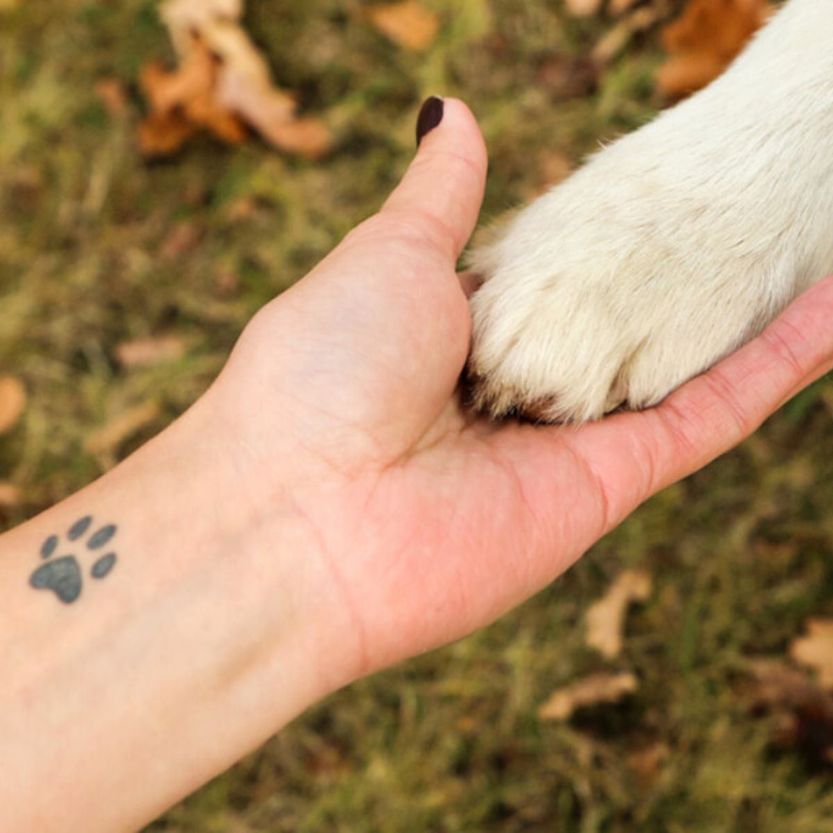 dog tattoo