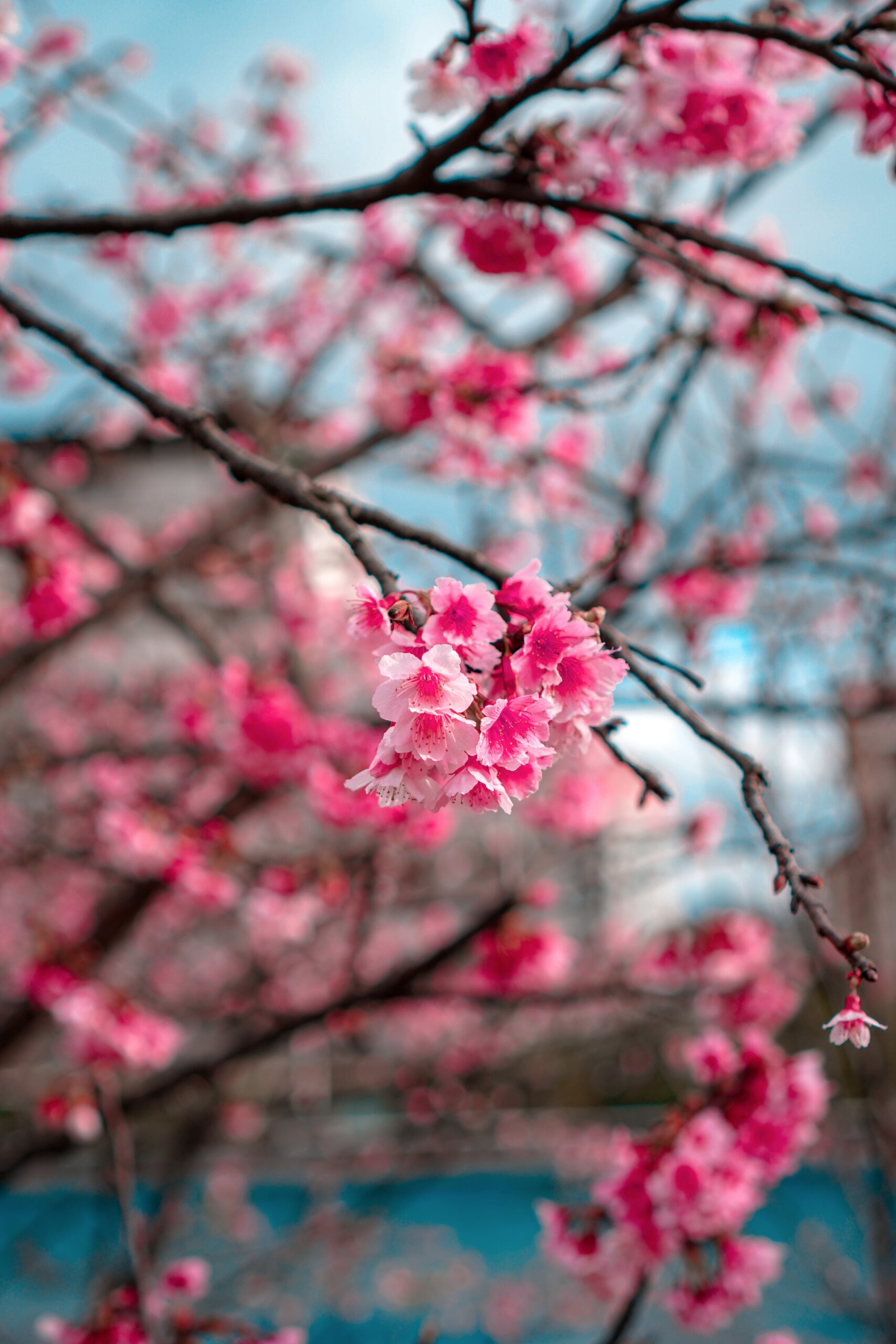 papel-de-parece-para-celular-sakura