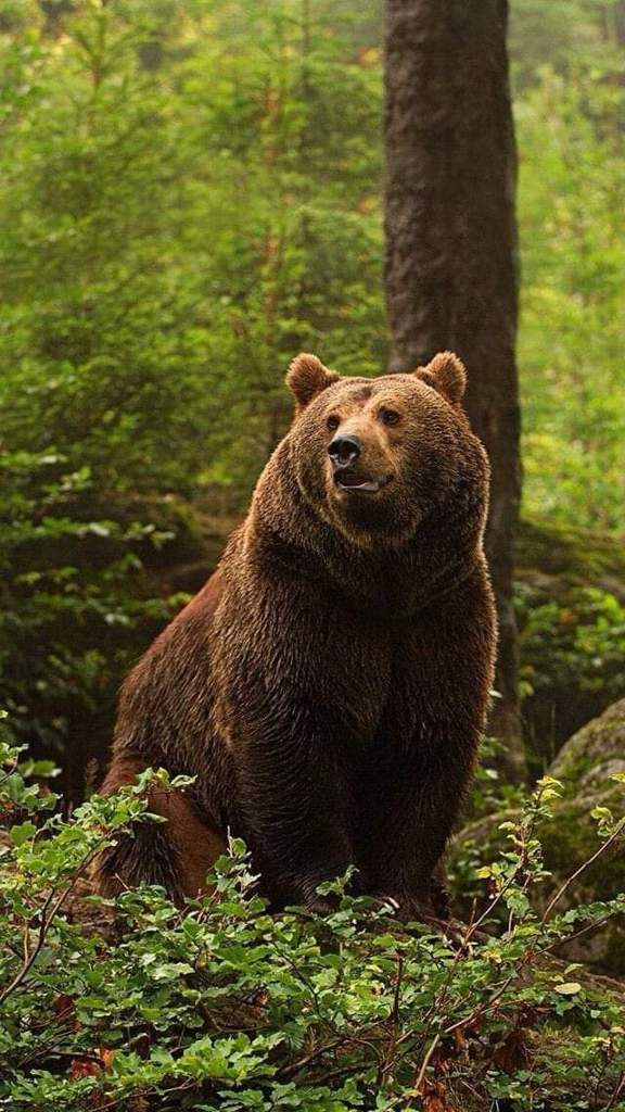 arquétipo urso