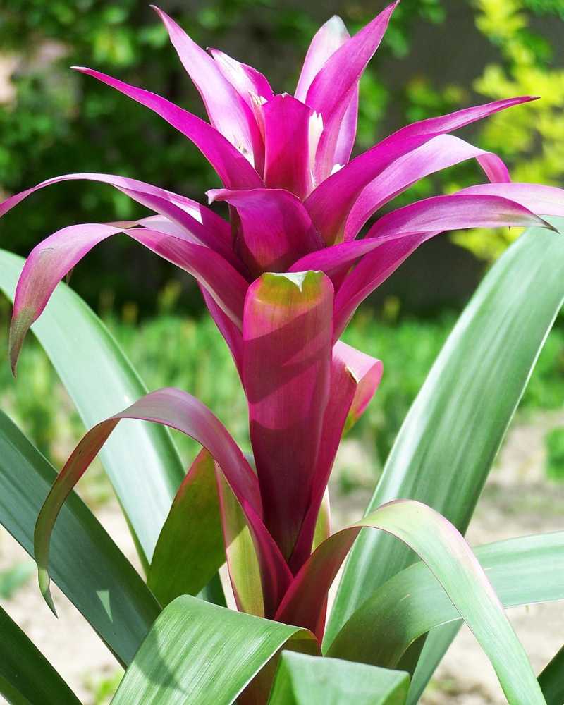 bromelia