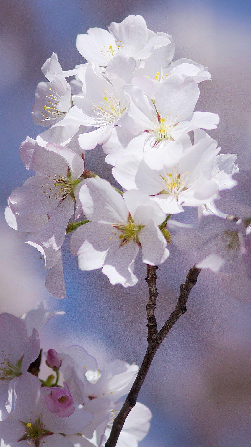 papel-de-parece-para-celular-sakura