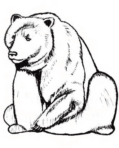 desenho-para-colorir-urso