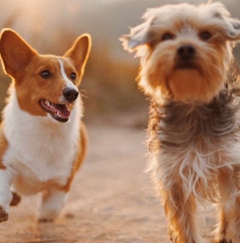 frases-para-fotos-com-cachorro