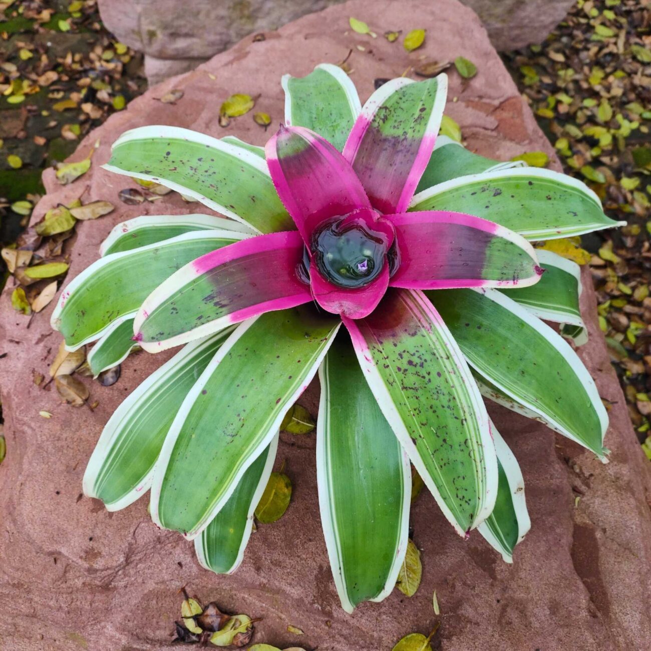 bromelia