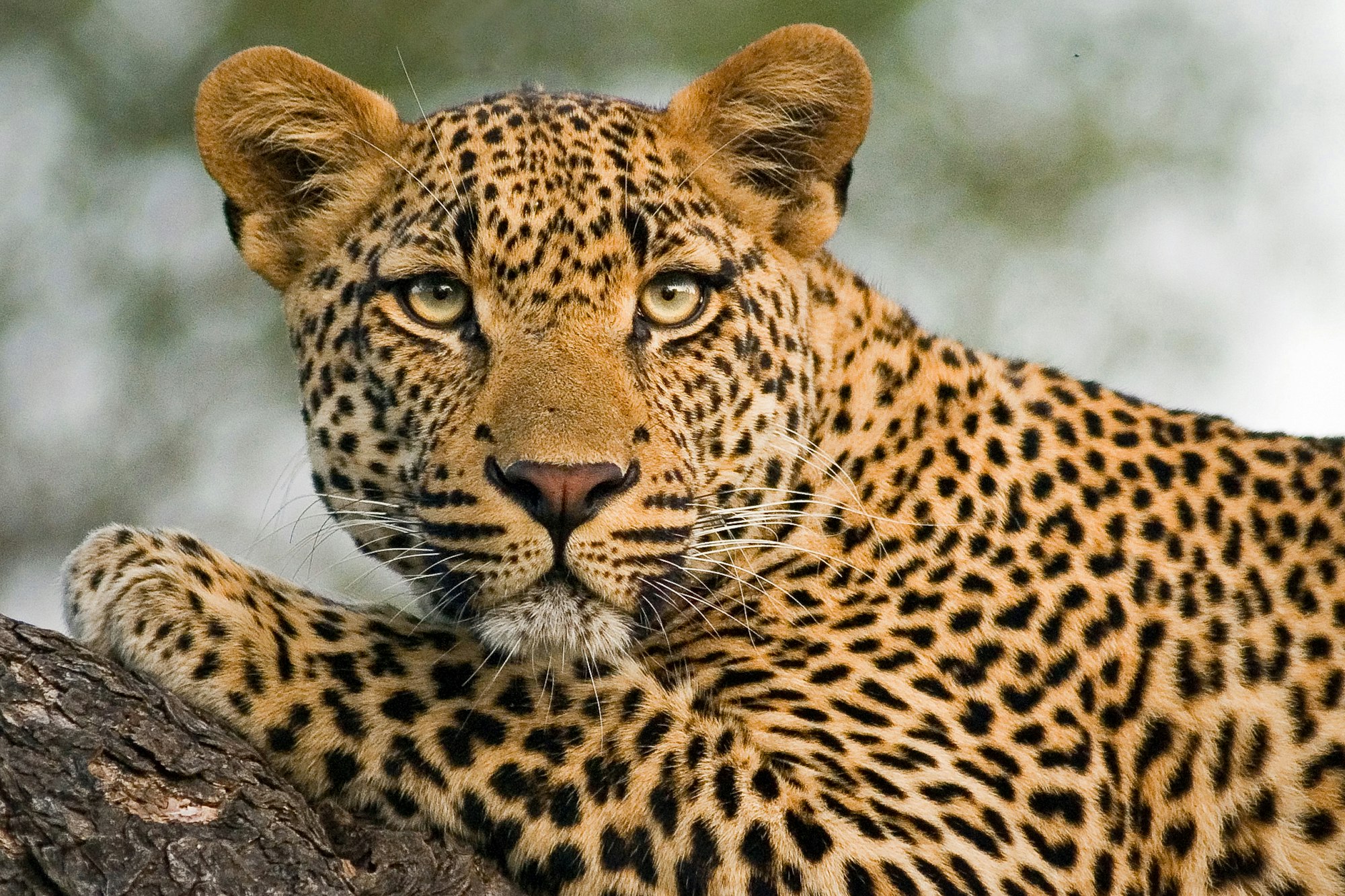 Leopardo