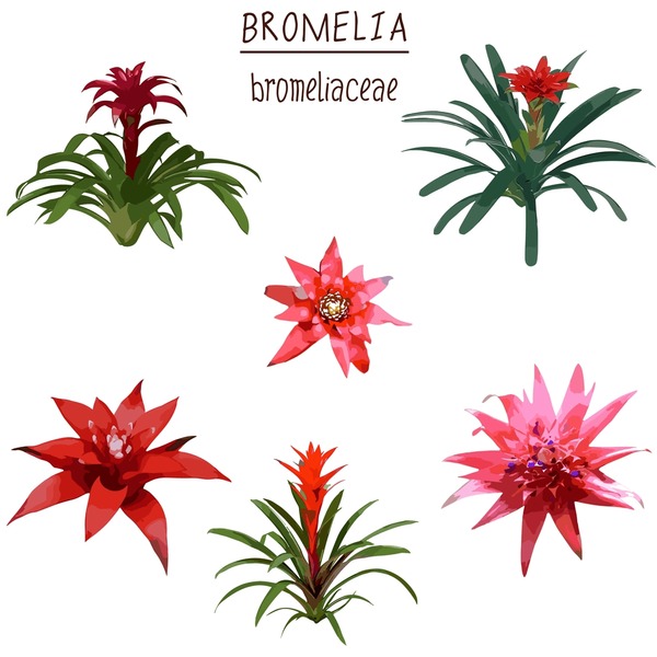 bromelia