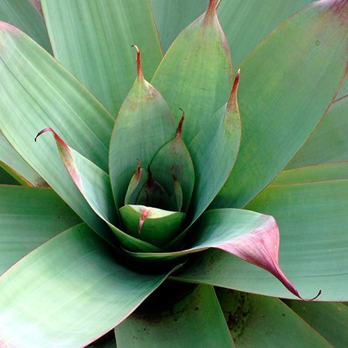 bromelia