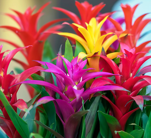 bromelia