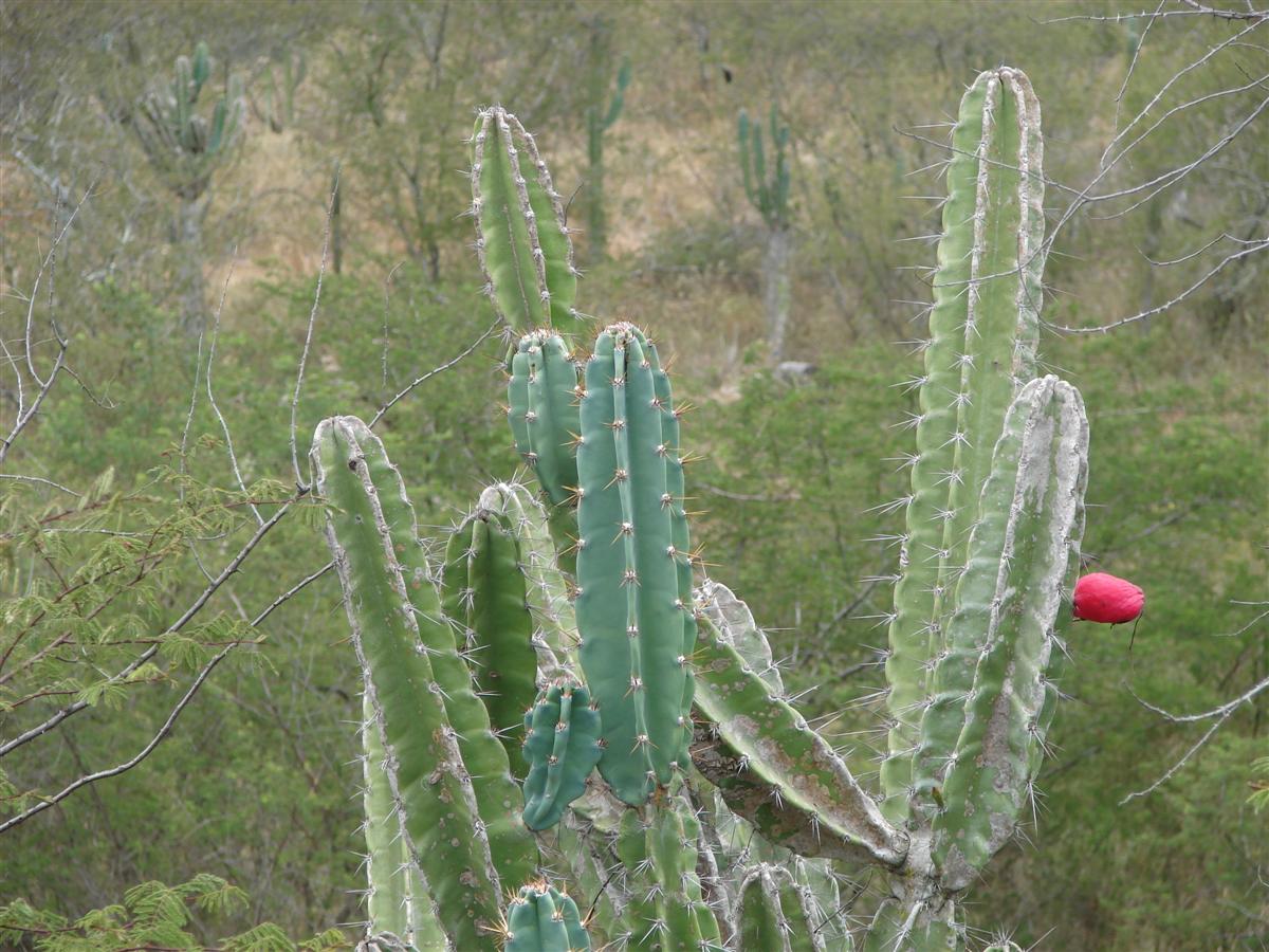 cha-de-mandacaru-beneficios