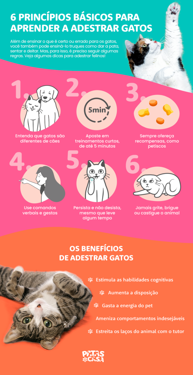 como-adestrar-um-gato