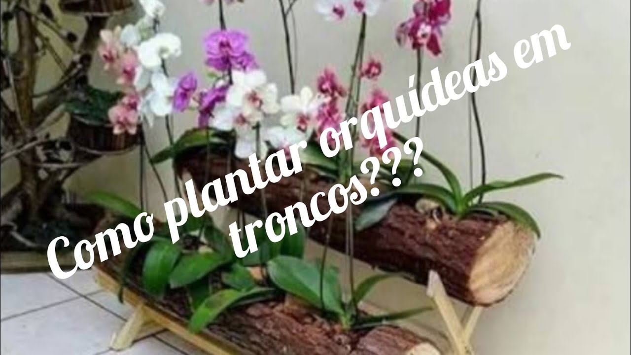 como-plantar-orquideas-em-tronco