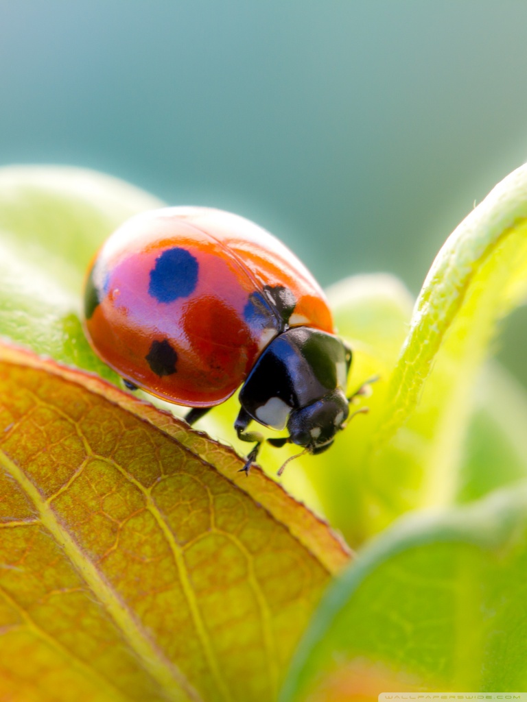 papel-de-parece-para-celular-ladybug